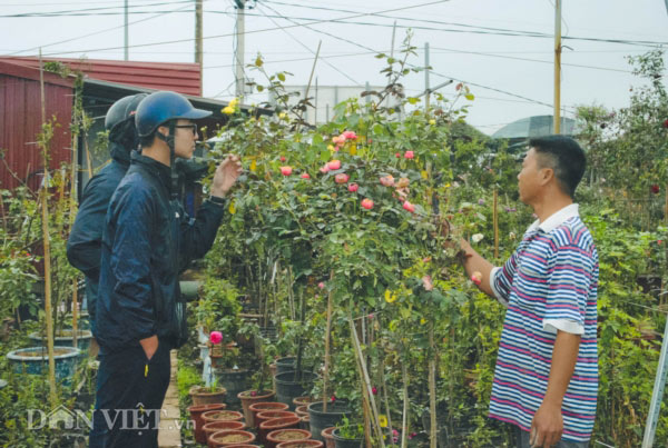 Đại gia săn hồng ngoại chơi Tết, nhiều nhà vườn cháy hàng - 5