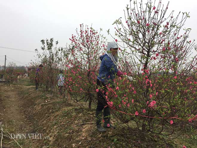 Hàng trăm cây đào bị phá hoại ở Bắc Ninh: Thủ phạm là người làng? - 3