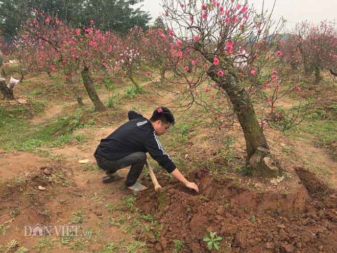 Hàng trăm cây đào bị phá hoại ở Bắc Ninh: Thủ phạm là người làng? - 5