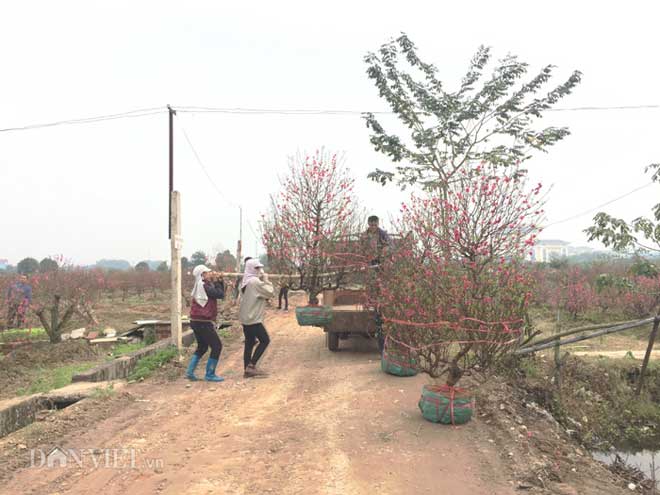 Hàng trăm cây đào bị phá hoại ở Bắc Ninh: Thủ phạm là người làng? - 7