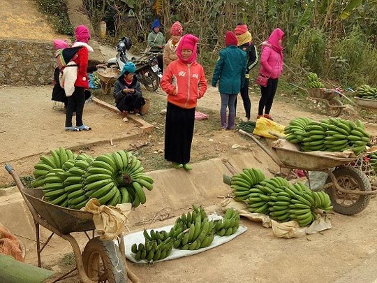 Đặc sản Tết vùng cao: Ngon nhất lợn cắp nách, gà thả rông, chim câu - 14