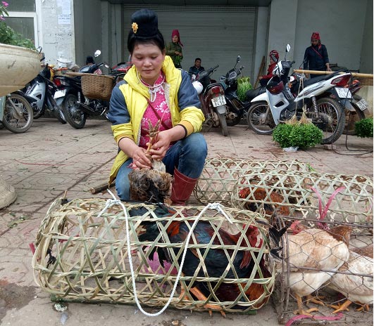 Đặc sản Tết vùng cao: Ngon nhất lợn cắp nách, gà thả rông, chim câu - 2