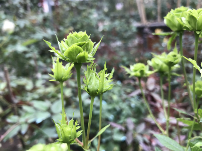 Hồng Jane Green thuộc dạng bụi thấp chỉ cao 40 - 50 cm, hoa thường nở thành từng chùm.