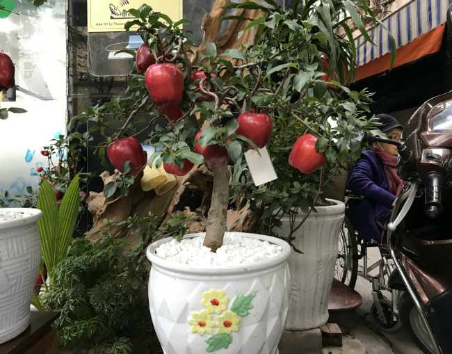 Gần đây, thị trường cây cảnh Tết xuất hiện táo bonsai trồng trong chậu cảnh, còn gọi là táo cảnh "bồng lai".