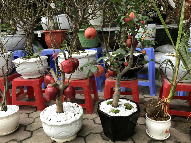 Theo anh Sơn, những cây táo bonsai này đều là hàng Việt Nam, không phải hàng nhập nước ngoài.