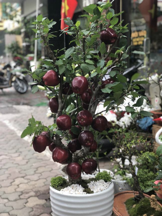 Ngoài táo màu đỏ hồng, người bán còn nhập táo màu đỏ sẫm. Nhưng giá vẫn không thay đổi, phụ thuộc vào độ tuổi của cây.