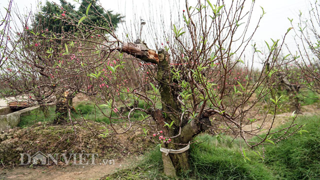 Vụ hàng trăm cây đào bị phá hoại tan tành ở Bắc Ninh: Một chủ vườn đào bị tình nghi - 1