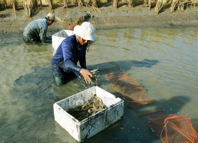 Cận Tết, nông dân đất Mũi phấn khởi thu hoạch “con tôm ôm gốc lúa” - 1