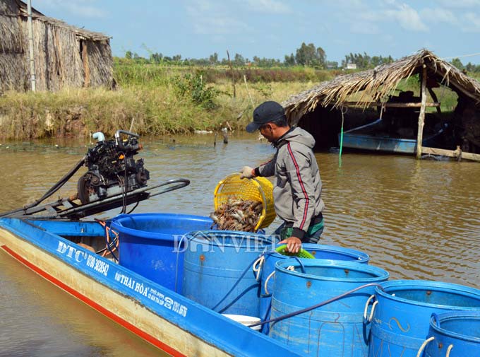 Cận Tết, nông dân đất Mũi phấn khởi thu hoạch “con tôm ôm gốc lúa” - 10