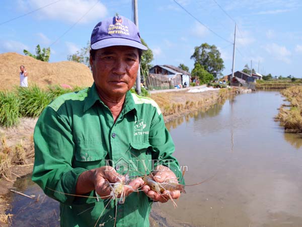 Cận Tết, nông dân đất Mũi phấn khởi thu hoạch “con tôm ôm gốc lúa” - 11