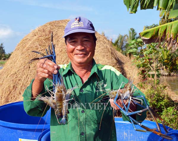 Cận Tết, nông dân đất Mũi phấn khởi thu hoạch “con tôm ôm gốc lúa” - 13