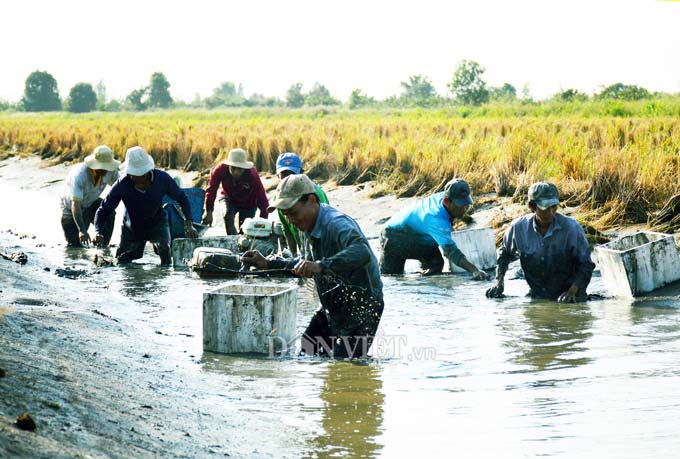 Cận Tết, nông dân đất Mũi phấn khởi thu hoạch “con tôm ôm gốc lúa” - 2