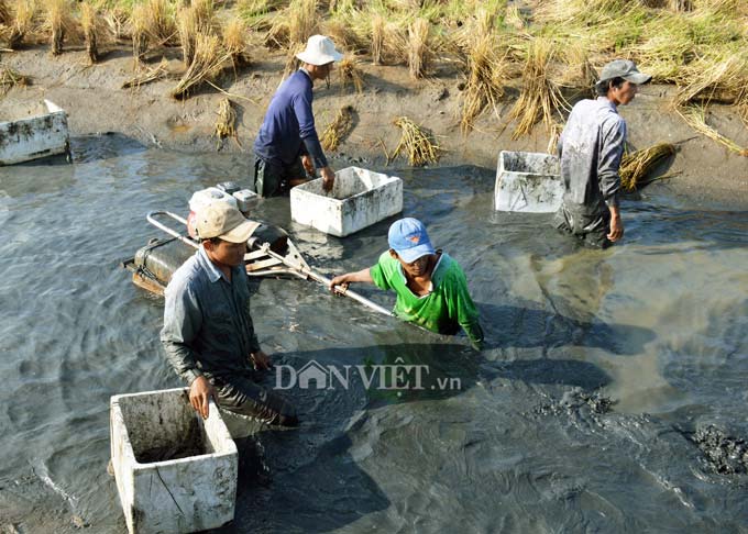 Cận Tết, nông dân đất Mũi phấn khởi thu hoạch “con tôm ôm gốc lúa” - 3