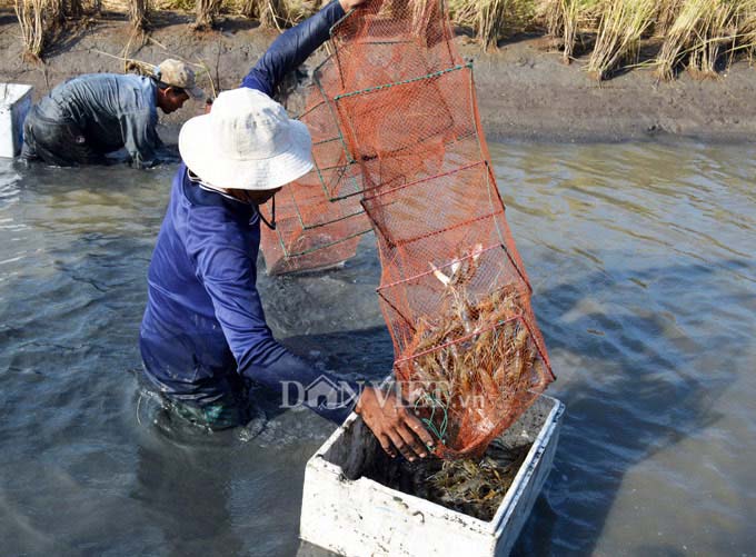 Cận Tết, nông dân đất Mũi phấn khởi thu hoạch “con tôm ôm gốc lúa” - 6