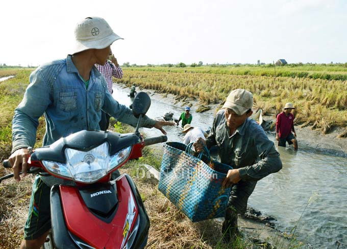 Cận Tết, nông dân đất Mũi phấn khởi thu hoạch “con tôm ôm gốc lúa” - 7