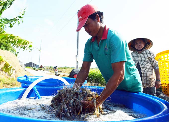 Cận Tết, nông dân đất Mũi phấn khởi thu hoạch “con tôm ôm gốc lúa” - 8