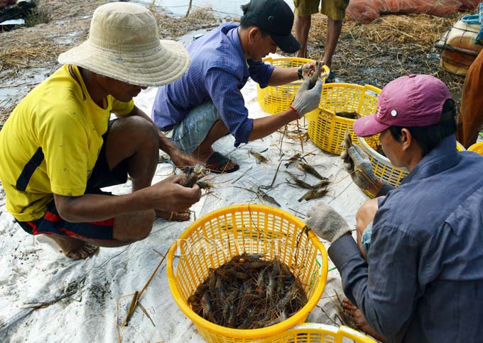 Cận Tết, nông dân đất Mũi phấn khởi thu hoạch “con tôm ôm gốc lúa” - 9