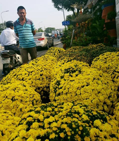 Hoa Tết: Hoa kiểng độc, lạ ồ ạt đổ về chợ lãng mạn nhất Sài Gòn - 2