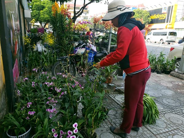 Hoa Tết: Hoa kiểng độc, lạ ồ ạt đổ về chợ lãng mạn nhất Sài Gòn - 8