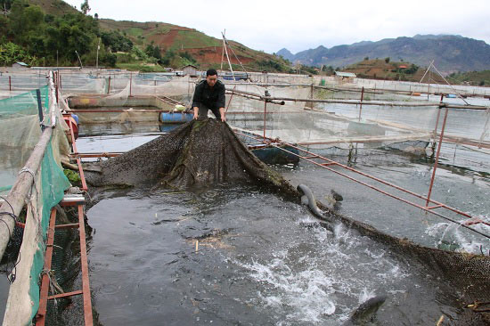 Xuống hồ thủy điện &#34;làm ruộng&#34;, thành triệu phú cá lồng - 1