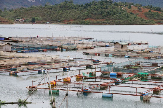 Xuống hồ thủy điện &#34;làm ruộng&#34;, thành triệu phú cá lồng - 3