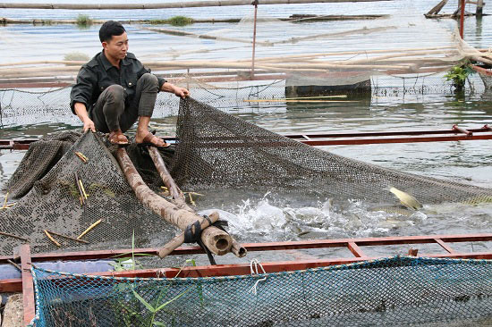 Xuống hồ thủy điện &#34;làm ruộng&#34;, thành triệu phú cá lồng - 4