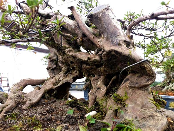 Đỗ quyên bonsai &#34;hàng độc&#34; chưng Tết giá gần tỷ &#34;trình làng&#34; Thủ đô - 10