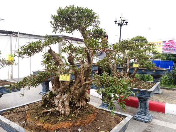 Đỗ quyên bonsai &#34;hàng độc&#34; chưng Tết giá gần tỷ &#34;trình làng&#34; Thủ đô - 3