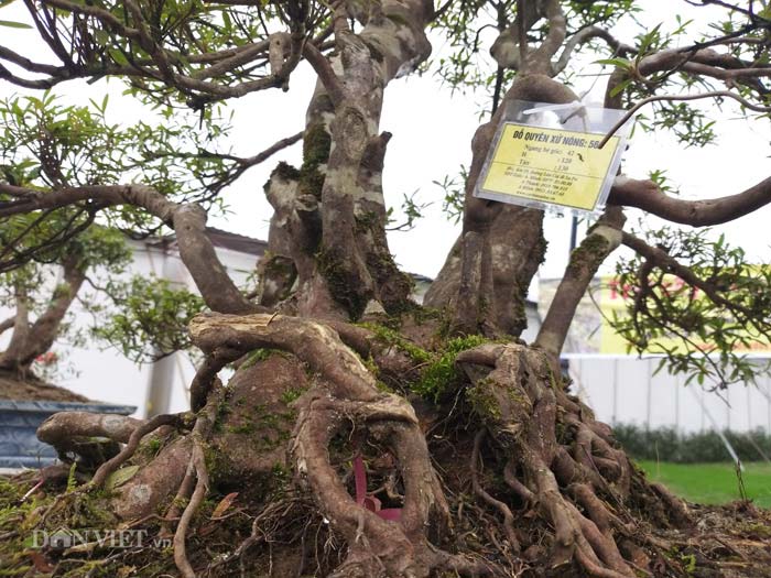 Đỗ quyên bonsai &#34;hàng độc&#34; chưng Tết giá gần tỷ &#34;trình làng&#34; Thủ đô - 5