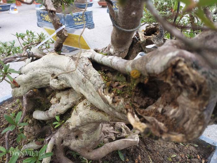 Đỗ quyên bonsai &#34;hàng độc&#34; chưng Tết giá gần tỷ &#34;trình làng&#34; Thủ đô - 9