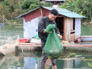 Thị trường - Tiêu dùng - Xuống hồ thủy điện &quot;làm ruộng&quot;, thành triệu phú cá lồng