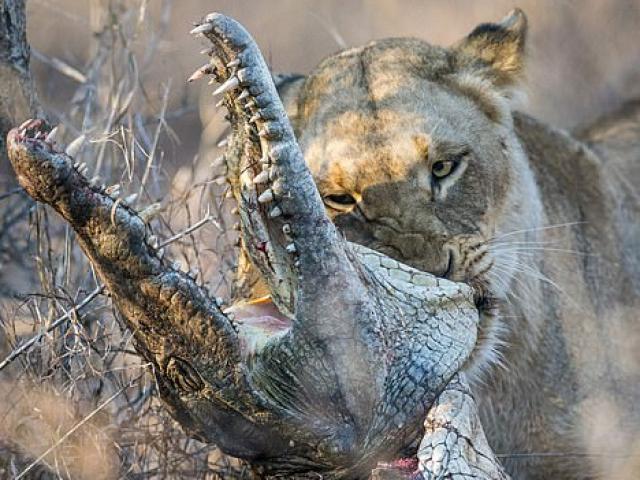 Cận cảnh sư tử xé xác, ăn tươi nuốt sống cá sấu ở Nam Phi