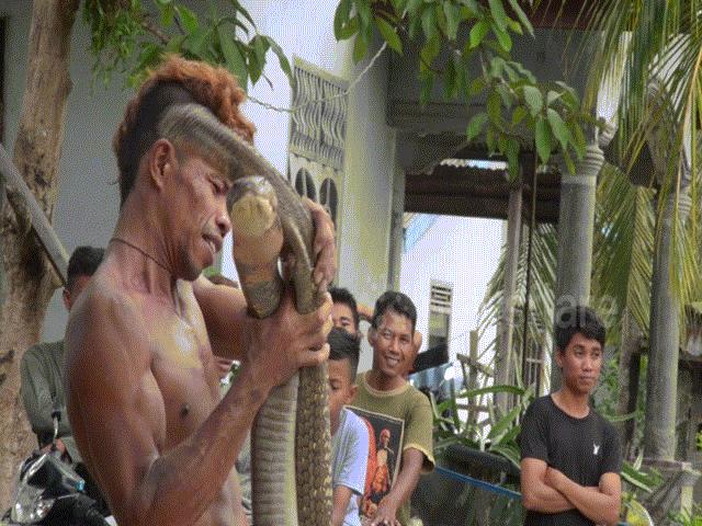 Người đàn ông Indonesia thản nhiên chơi với cặp hổ mang chúa khổng lồ