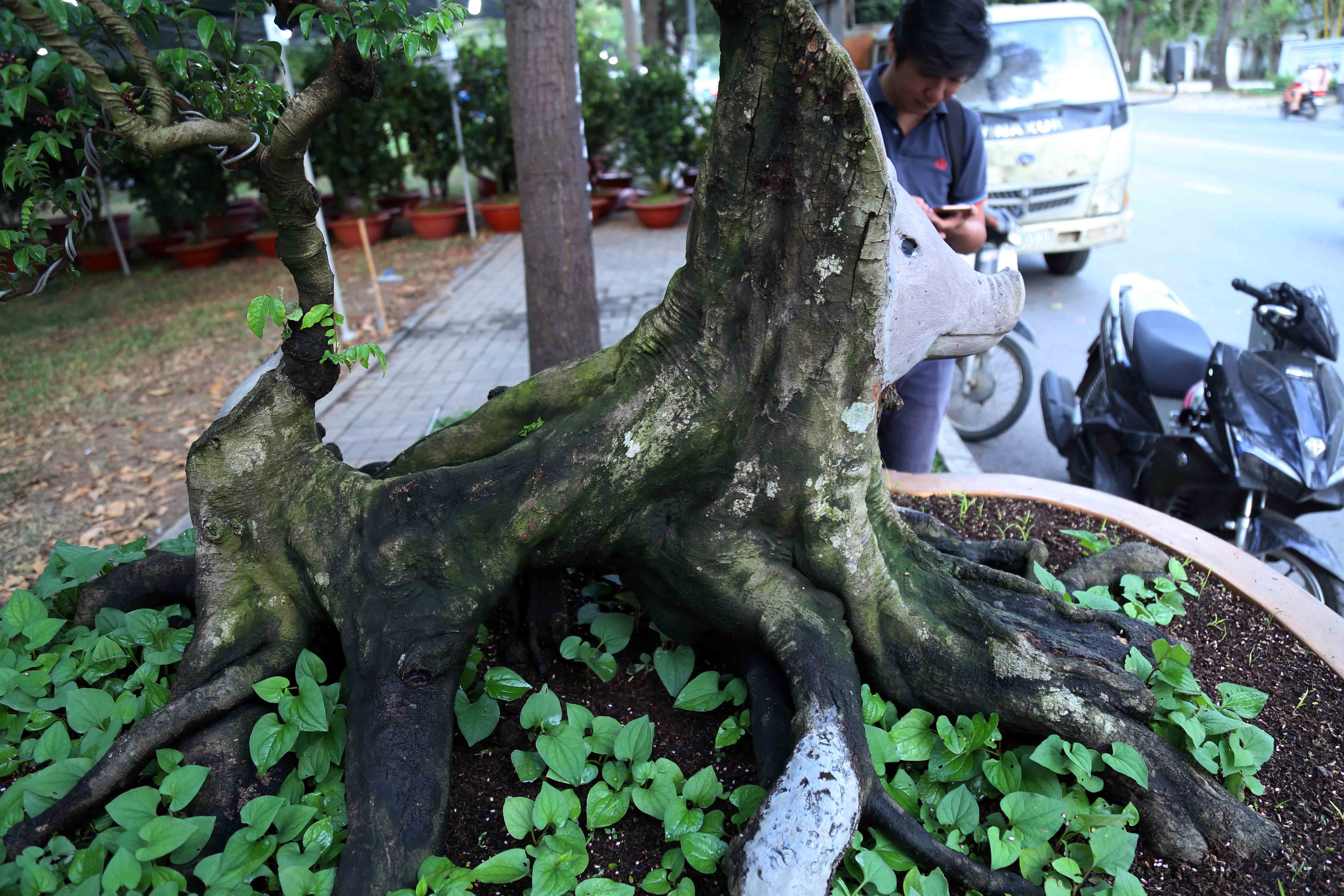 Cây khế giá nửa tỷ được tạo hình linh vật năm Kỷ Hợi ở Sài Gòn - 8