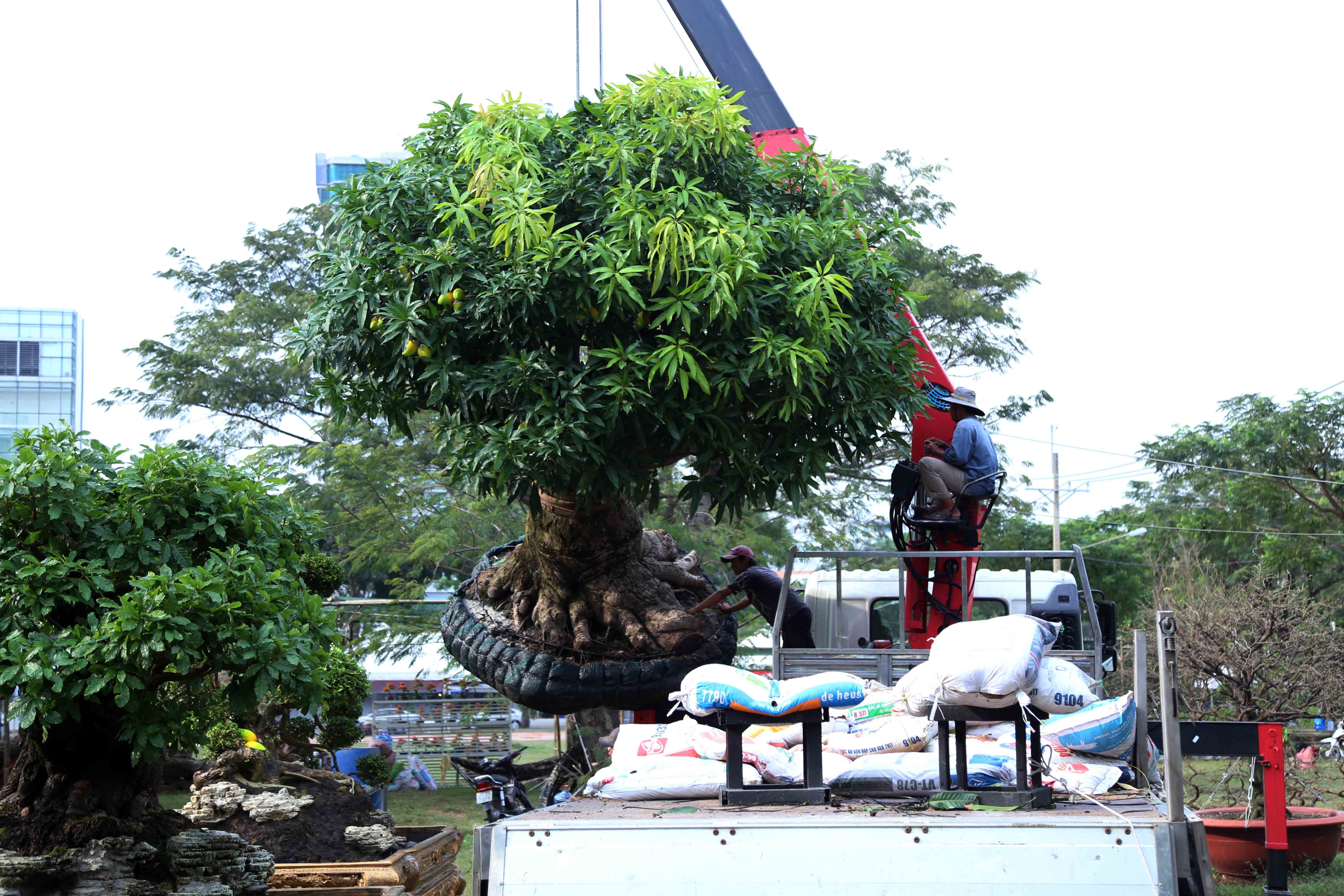 Cây khế giá nửa tỷ được tạo hình linh vật năm Kỷ Hợi ở Sài Gòn - 11