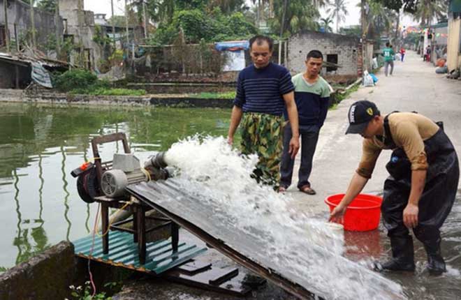 Nhộn nhịp ở làng nuôi cá chép đỏ “chở” ông Công, ông Táo về trời - 2