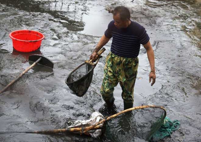 Nhộn nhịp ở làng nuôi cá chép đỏ “chở” ông Công, ông Táo về trời - 4