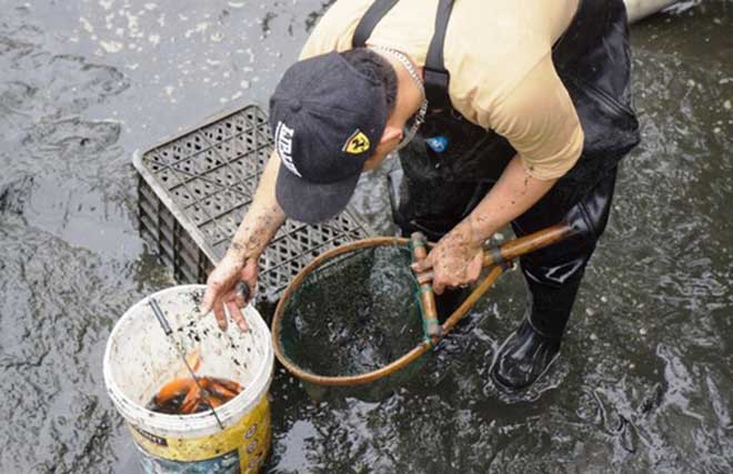 Nhộn nhịp ở làng nuôi cá chép đỏ “chở” ông Công, ông Táo về trời - 5