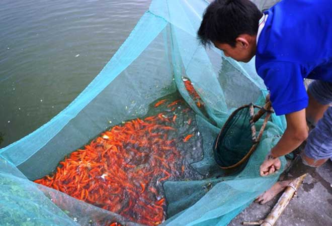 Nhộn nhịp ở làng nuôi cá chép đỏ “chở” ông Công, ông Táo về trời - 6