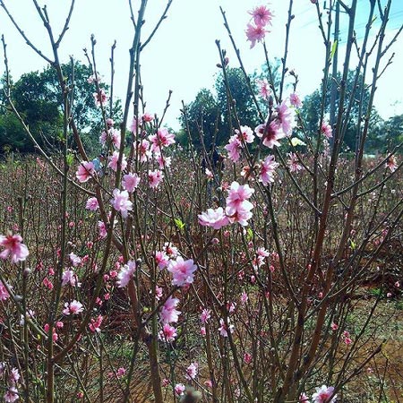 Đào Nhật Tân làm giàu cho nhà vườn Tây Nguyên - 2