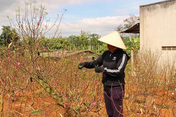 Đào Nhật Tân làm giàu cho nhà vườn Tây Nguyên - 5