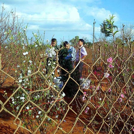 Đào Nhật Tân làm giàu cho nhà vườn Tây Nguyên - 6