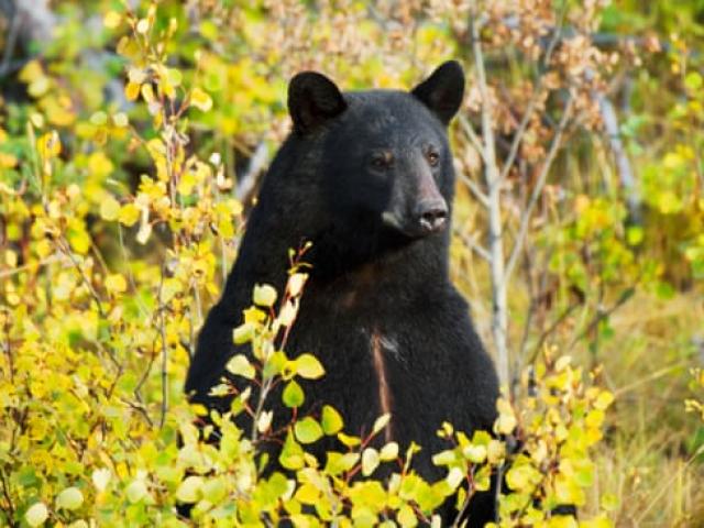 Bé trai 3 tuổi lạc vào rừng giữa mùa đông, sống sót nhờ... gấu đen