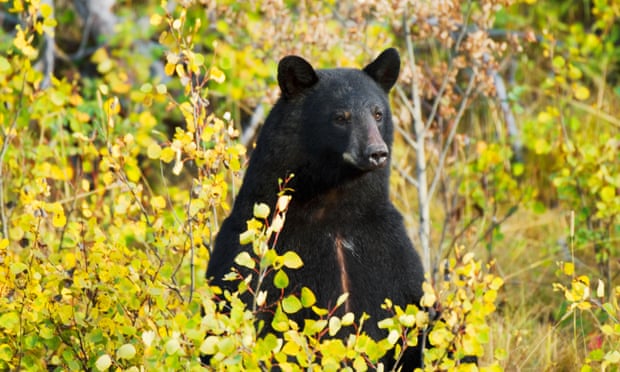 Bé trai 3 tuổi lạc vào rừng giữa mùa đông, sống sót nhờ... gấu đen - 1