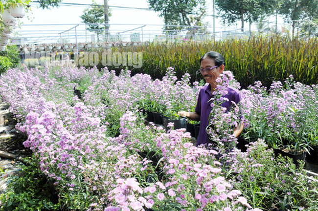 Trước cổng nhà ông trồng 2 chậu lan tím, trong sân nhà là 2 chậu tuyết sơn phi hồ có cánh hoa màu tím rịm. Sở thích ấy kéo theo cả việc căn nhà của ông cũng sơn màu tím, hàng rào sơn màu tím, áo mặc cũng màu tím, điện thoại xài cũng màu tím, dép màu tím, kính đeo cũng màu tím, bàn uống trà tiếp khách cũng màu tím…
