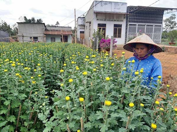 Gia Lai trúng đậm mùa cúc pha lê, chưa đến tết đã hết nhẵn - 7