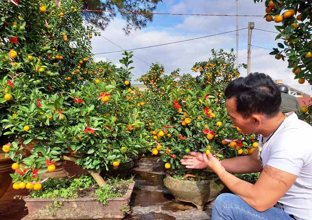 Quất Hội An &#34;khủng&#34; giá vài chục triệu xuất hiện ở phố núi - 7