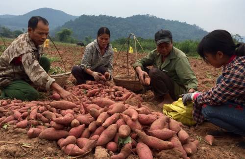 “Đào” được 40 tỷ mỗi năm từ cây khoai lang ngon nhất xứ Lạng - 1