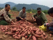 Thị trường - Tiêu dùng - “Đào” được 40 tỷ mỗi năm từ cây khoai lang ngon nhất xứ Lạng