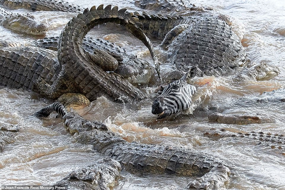 Video: 40 cá sấu khát máu nghiền nát 300 ngựa vằn vượt sông - 1